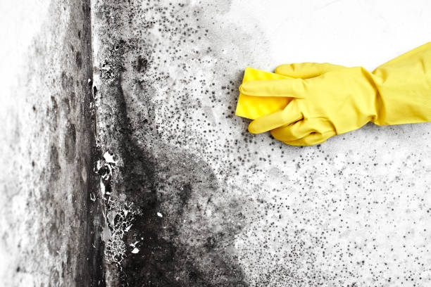Best Affordable Mold Removal  in Washington, IL