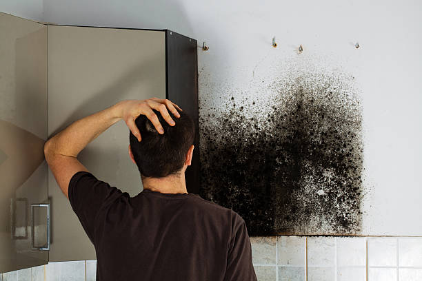 Best Fast Mold Removal  in Washington, IL