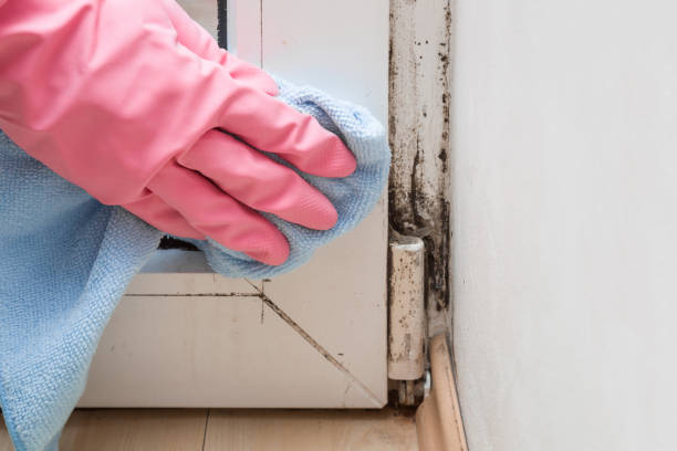 Best Same-Day Mold Removal  in Washington, IL