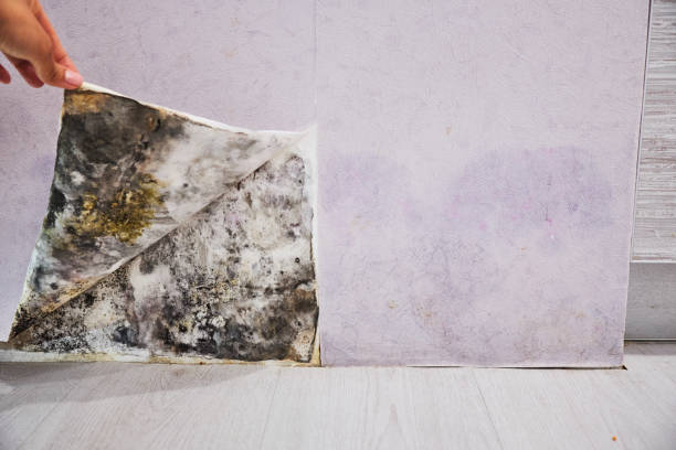 Professional Mold Removal in Washington, IL
